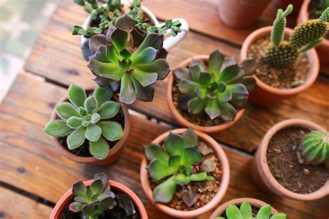 Succulent Wallpapers Wallpaper Cave