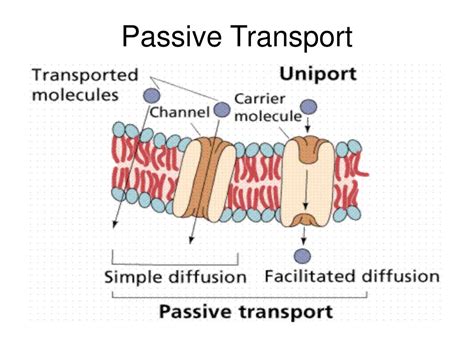 Passive Transport Concept Map