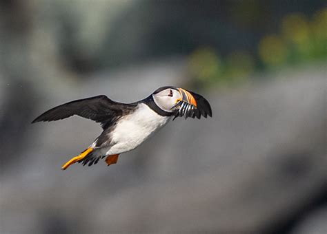 Atlantic Puffin Flying Bird Nature Photographer