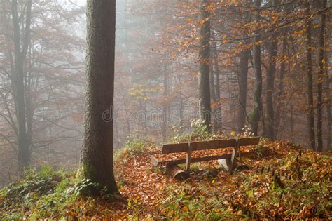 See all things to do. Duitsland, Berchtesgadener-Land, Bank In De Herfst Bos ...