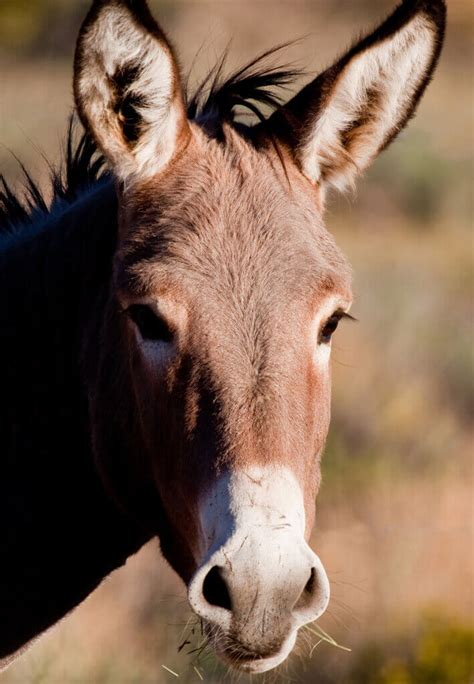 Reasons To Get To Know The Wild Burros Of Nevada