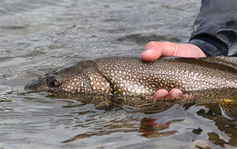 12 Best Freshwater Fish To Catch In The Spring Hook And Bullet