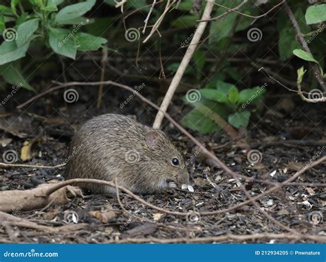 Hispid Cotton Rat In South Texas Stock Image Image Of Sigmodon