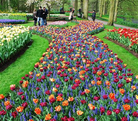 Famous Netherlands Flowers Roses Amsterdam Travel Around The World
