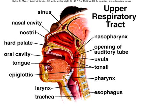 Upper Respiratory Tract Upper Respiratory Tract Anatomy Respiratory