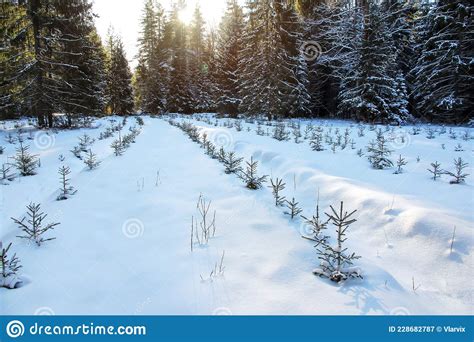 Seedling Spruces In Row In Snow In Winter Forest Stock Image Image Of