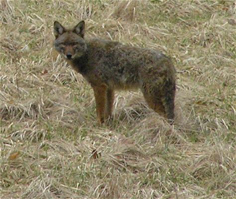 mammals cuyahoga valley national park  national