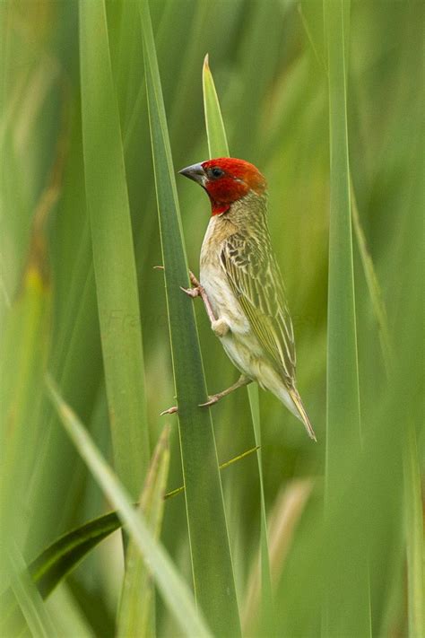 Red Headed Quelea Wikipedia Guinea Bissau Red Bill Red Crown