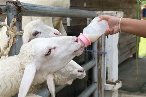 Close Up Child Feeding Milk Bottle To Cute Sheep Stock Image Image Of
