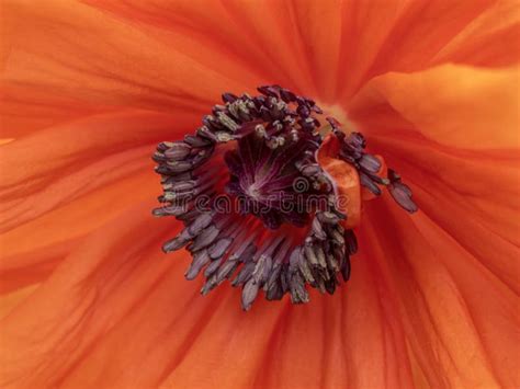 Macro Photography With Oriental Poppy Flower Stock Image Image Of