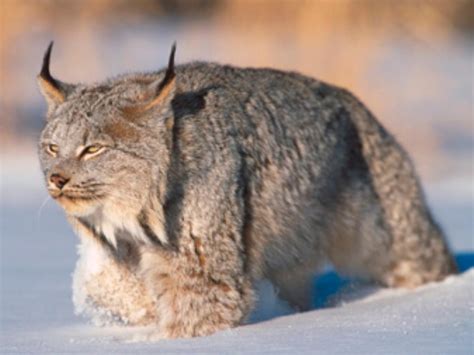 A Lynx In His Winter Coat R NatureIsFuckingLit