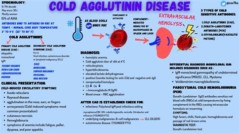 Cold Agglutinin Disease 3 Types Of Cold Sensitive Antibodies Grepmed