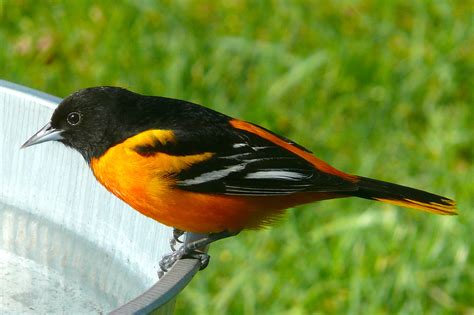 South Carolina Reports Largest Number Of Wintering Orioles The Island