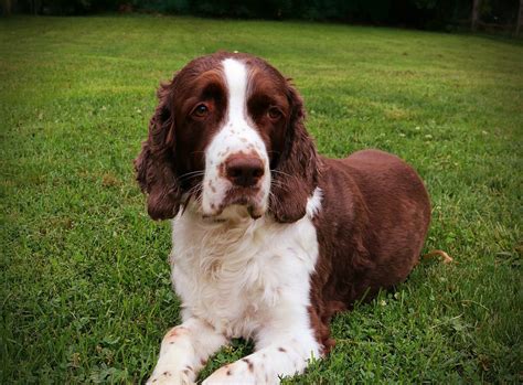 Springer Spaniel Grooming A Guide With Haircut Pictures
