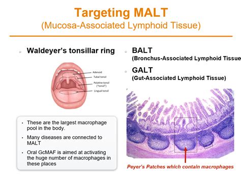 Malt Mucosa Associated Lymphoid Saisei Mirai Clinics