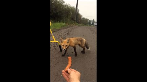 Hand Feeding Wildlife Baby Fox Youtube