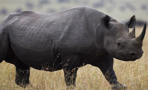 Maybe you would like to learn more about one of these? Rinoceronte negro está oficialmente extinto