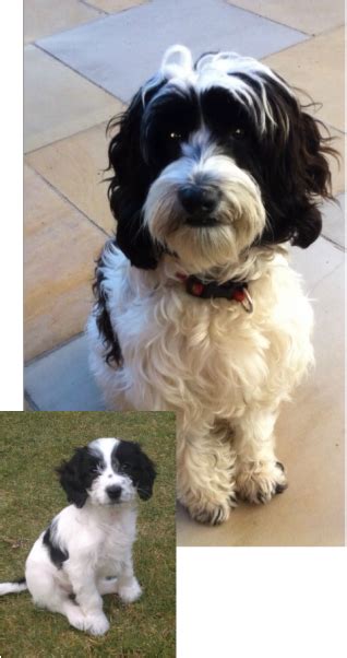 Maybe you would like to learn more about one of these? 88+ Full Grown Cavachon Haircuts - l2sanpiero