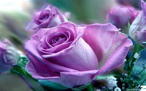 Find beautiful pictures of roses from our collection of beautiful rose flowers gallery to. Download Rose Flowers Wallpapers Free Download For Mobiles ...