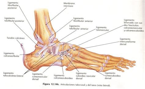 Anatomía Del Pie Tendones Del Tobillo Ligamentos Del Tobillo