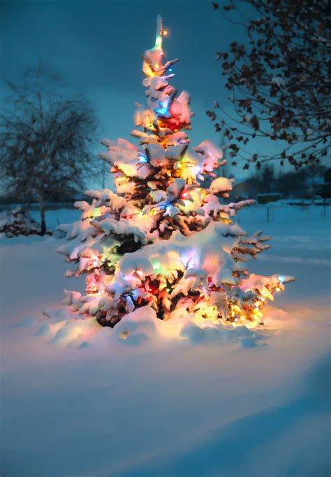 Snow Covered Christmas Tree With Colorful Lights Re