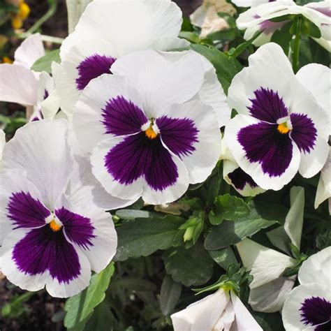 Pansy F1 White Blotch Multi Pack Coolings Garden Centre