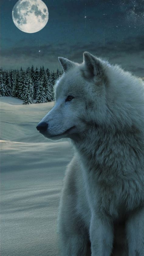 Animal White Wolf Standing On Snowy Mountain With Background Of Moon