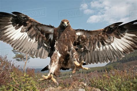 Golden Eagle Aquila Chrysaetos Sub Adult Male Two Years Flying Down