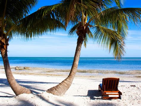 Florida Beach Palm Tree Ocean Nature