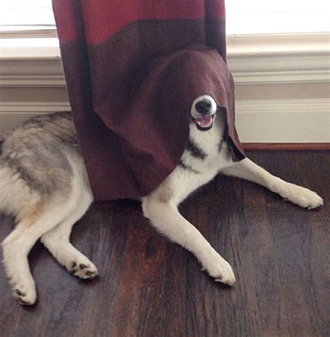20 Dogs Who Suck At Hide And Seek Bored Panda