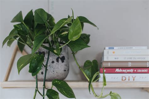 Pour saisir vos cactus sans vous piquer, utilisez un torchon, du papier journal, du carton, ainsi ou des gants épais; Les plantes retombantes d'intérieur - Les variétés et l ...