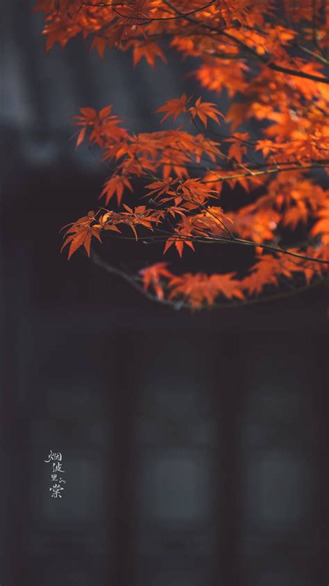mobile wallpaper iphone wallpaper autumn scenery beautiful nature scenes photo reference