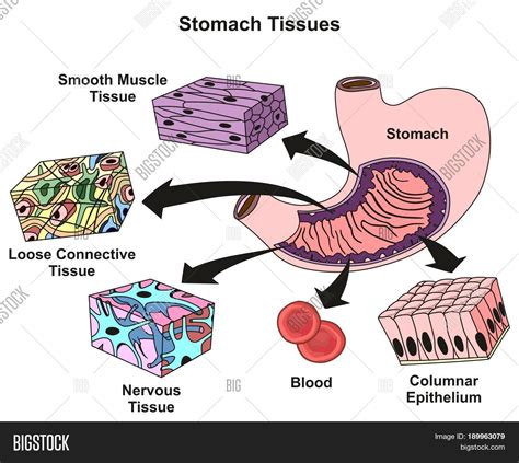 Stomach Tissue Diagram Labelled