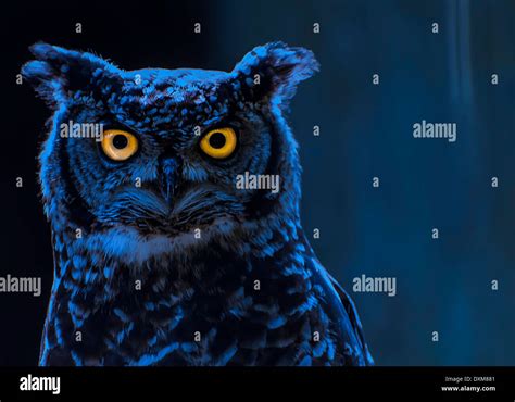 Owl Moonlight Hi Res Stock Photography And Images Alamy