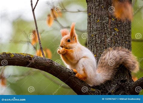 A Wild Squirrel Captured In A Cold Sunny Autumn Day Funny Cute