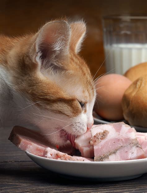Ham bones are great in most any soup, but work especially well in chowder, bean, split pea, or lentil soups. Can Cats Eat Ham As Snacks, Or Have Ham As Part Of Their Diet?