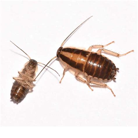 German Cockroach Exterminators Las Vegas Henderson Nevada