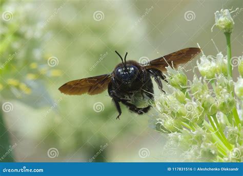 Violet Carpenter Bumblebee Xylocopa Violacea Stock Photo Image Of