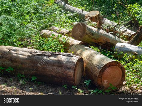 Pile Logs Piled Forest Image And Photo Free Trial Bigstock