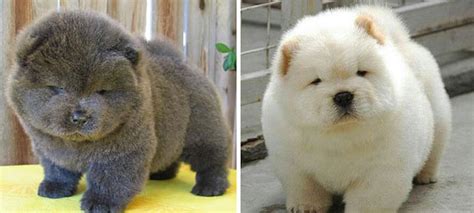 27 chubby puppies that could easily be mistaken for teddy bears