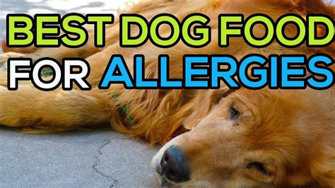Best Dog Food For Allergies In Small Breeds Dog Bread