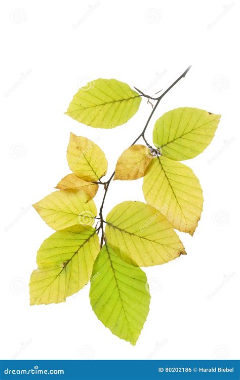 Beech Tree Leaves In Autumn Stock Photo Image Of Leaf Tree 80202186