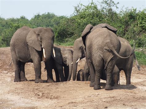 Elephants in the meeting-Murchison falls national park Uganda-East