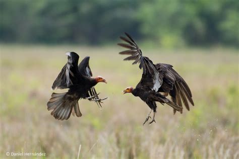 Lesser Yellow Headed Vulture Cathartes Burrovianus Flickr