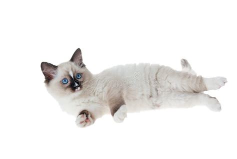 Ragdoll Kitten Isolated On White Background Stock Image Image Of