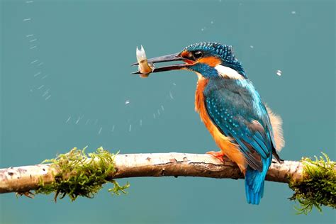 Kingfisher Feeding Image By Martin Lawrence