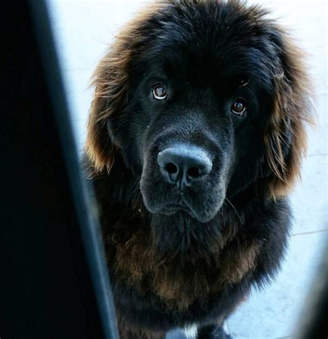 Newfoundlands Take Puppy Eyes To The Next Level 21 Stunning Photos