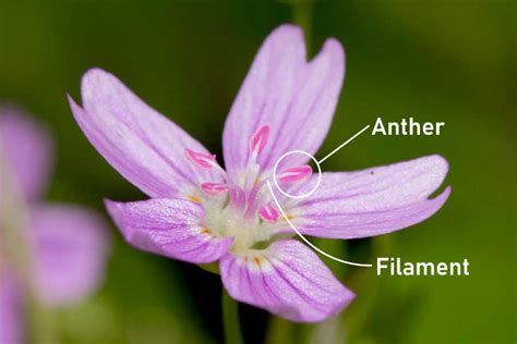 When the other floral parts are arranged at the base of the gynoecium, the flower is called as. The Parts Of A Flower With Diagram & Photos: Complete Botany Lesson