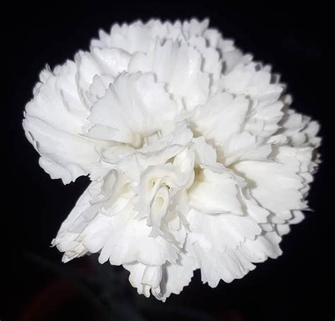White Carnations White Carnations Carnation Flower Carnations