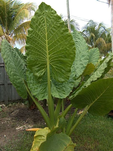 It needs to grow at a constant temperature that is in the range of average. Polynesian Produce Stand : ~BORNEO GIANT~ TARO Alocasia ...